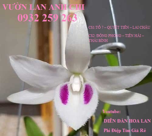 Bán Kie Lan 5CT Phú Thọ từ 10cm - Vườn Lan Anh Chi - 0932 259 263